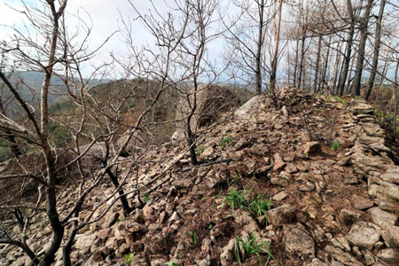 Vista de perfil de la muralla, en el sector sureste; se aprecia su anchura y el aprovechamiento de su trazado para colocar un muro de cierre contemporáneo, a la derecha (fotografía de los autores).