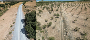 Restos caminos antiguos de los Llanos de Tornell (C) y de los Llanos de Zabroja (B) (fotografías A. López García).